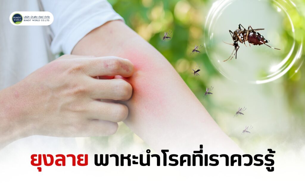 Aedes