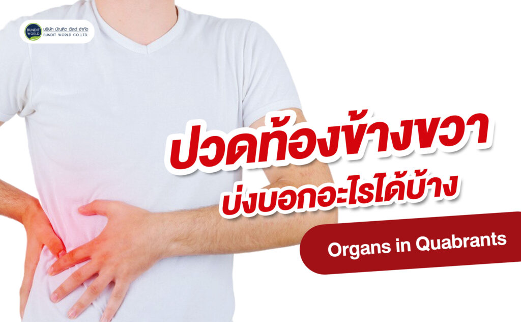 Organs in Quabrants ปวดท้องข้างขวา บ่งบอกอะไรได้บ้าง